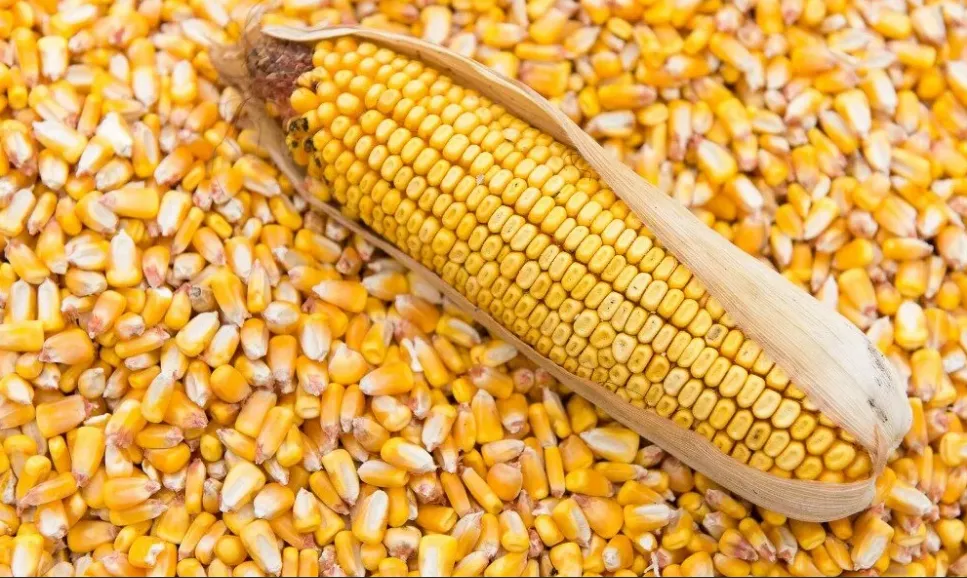 фотография продукта Закупаем кукуруза 1, 2кл. Срочно! 