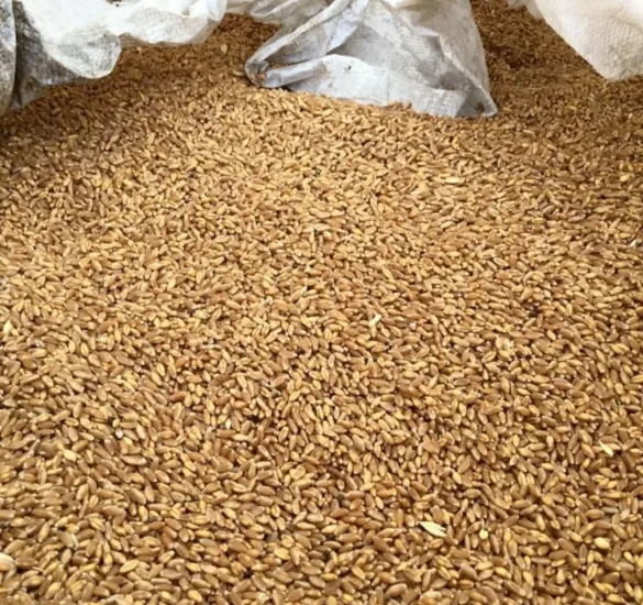 пшеница фураж в Пензе