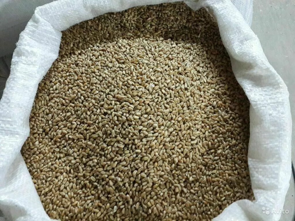 пшеница  в мешках по 40 кг в Пензе