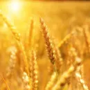 В Пензенской области намолочено 138 тыс. тонн зерна