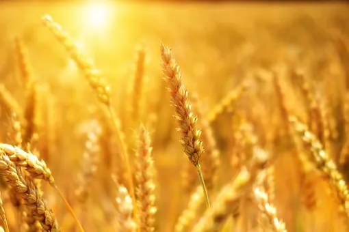 В Пензенской области намолочено 138 тыс. тонн зерна