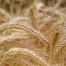 В Пензенской области валовой сбор зерна достиг 1,94 млн тонн