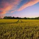 В Пензенской области в сельскохозяйственных предприятиях получено 2,1 млн тонн зерна