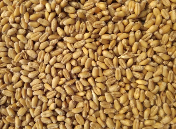 76 тысяч тонн зерна отправили аграрии Пензенской области на экспорт под контролем Россельхознадзора в 2023 году