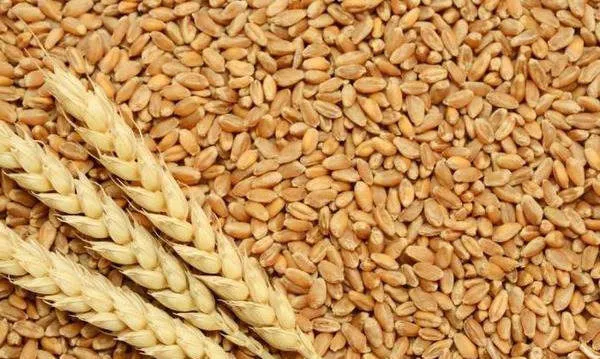 фотография продукта Закупаем пшеницу и другие зерновые