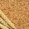закупаем пшеницу и другие зерновые в Пензе