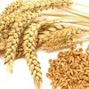 пшеница 3 класс ГОСТ  в Пензе