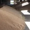 пшеница 3 класс в Кузнецке 2